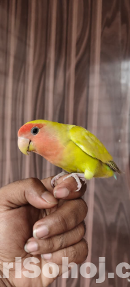 Lovebird
